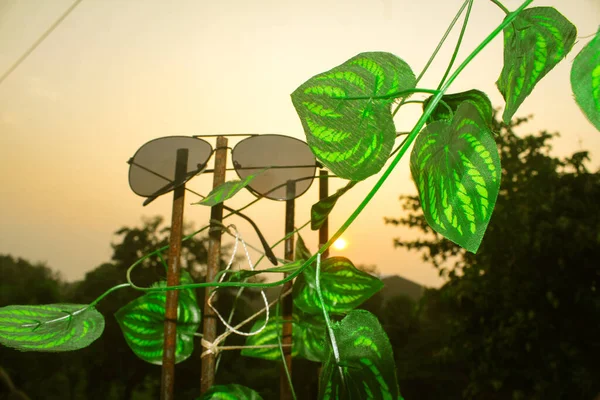 Güneş gözlüğü ve yaprakları ılık bir sabah gökyüzü altında, yaz yaşam tarzı teması.