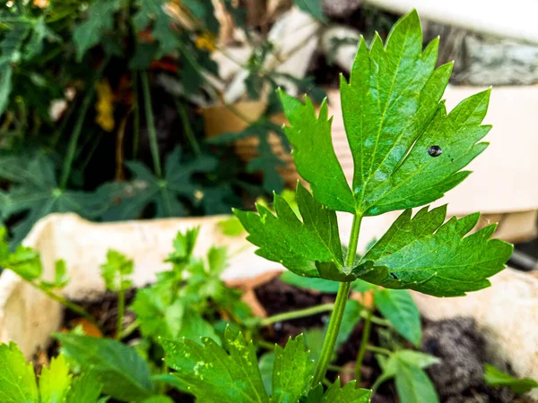 Taze kereviz stiroköpük kutusunda yetişiyor, doğa ve tarım teması.