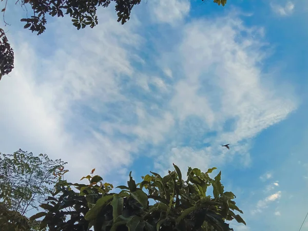 Her iki tarafında sirrus bulutları ve yaprakları olan mavi gökyüzünün alt görüntüsü.
