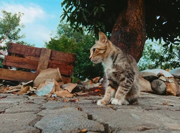 Evcil kediler tuğla yüzeyde durur ve ağaçların altına sığınırlar..