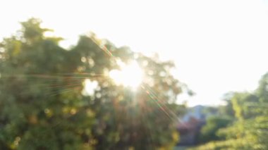 Sabah erken saatlerde yeşil yaprakların arasından geçen sıcak altın güneş ışığı. Yumuşak mercek parıltısı ve otantik açık hava atmosferiyle huzurlu bir arka plan..