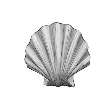Beyaz arka planda siyah-beyaz bir deniz kabuğu grafiği. Deniz tasarımı, eğitim materyalleri, ambalaj, dekor ve sualtı temalı çizimler veya sanatsal kompozisyonlar için mükemmel.