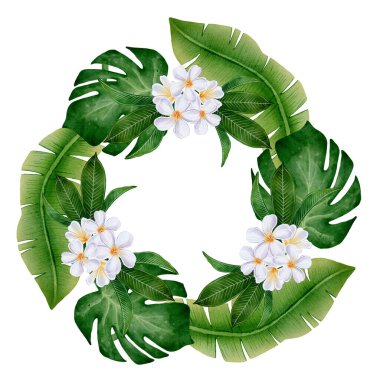 Monstera ve muz yapraklı suluboya tropikal çelenk, beyaz arka planda beyaz plumeria çiçekleri, davetiyeler için ideal illüstrasyon, tebrik kartları, posterler, etiketler ve botanik dekorasyon.