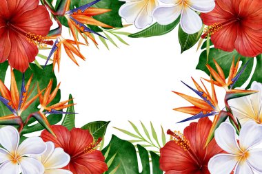 Kırmızı amberli suluboya tropikal çerçeve, beyaz plumeria ve beyaz arka planda yeşil yapraklı cennet kuşu, afişler, davetiyeler, kartlar ve botanik süslemeler için.