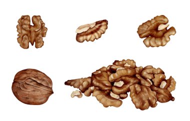 Ceviz fıstığı ve çekirdekler beyaz zemin üzerinde suluboya seti, doğal kahverengi desenli ve şekilli fındık ve çekirdek parçaları, paketleme için botanik gıda elemanları, etiketler, menüler ve tarifler..