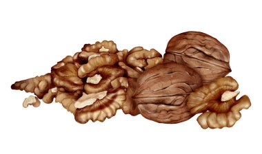 Beyaz zemin üzerinde çekirdek suluboya çizimi olan ceviz, doğal dokusu, paketleme için gıda botanik elementleri, etiketler, menüler, tarifler ve aşçılık tasarımı ile tüm fındık ve açık çekirdekler.