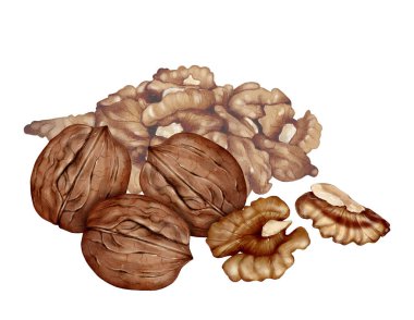 Beyaz zemin üzerinde çekirdek suluboya çizimi olan ceviz, doğal dokusu, paketleme için gıda botanik elementleri, etiketler, menüler, tarifler ve aşçılık tasarımı ile tüm fındık ve açık çekirdekler.