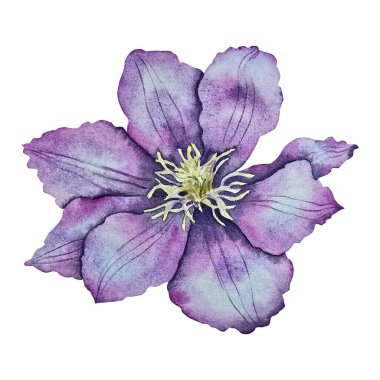 Narin taçyapraklı mor klematis çiçeği, suluboya tarzda botanik hassasiyetle boyanmış. Paketleme, düğün tasarımı, kumaş baskıları, davetiyeler ve mevsimlik dekorasyon için resim.