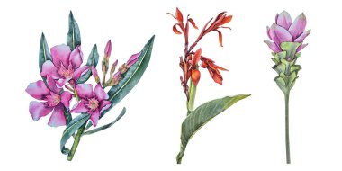 Suluboya tropikal çiçekler: zakkum, konserve ve zerdeçal. Botanik koleksiyonları, ambalajlama, spa tasarımı, kozmetik ürünleri, düğün projeleri ve yaz dekorasyonu için resim.