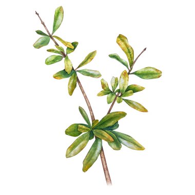 Doğal botanik tarzında çizilmiş yeşil ve sarı yapraklı bir nar dalının suluboya çizimi. Kozmetik, ambalaj, gıda etiketleri, düğün dekorasyonu ve kumaş baskıları için resim.