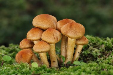 A Lacrymaria lacrymabunda (or Psathyrella lacrimabunda)  autumn mushroom growing in green grass and moss.