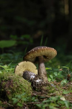 Leccinellum psödoscabrum - Romanya ve Avrupa - Macro shot 'ı