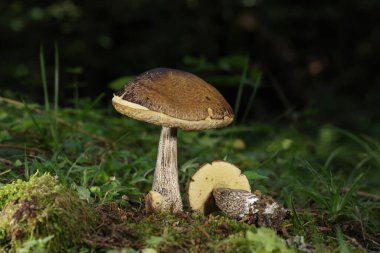 Leccinellum psödoscabrum - Romanya ve Avrupa - Macro shot 'ı