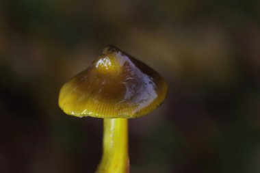 Konik balmumu kapağı, doğal ortamda büyüyen Hygrocybe conica. Cadı Şapkası Mantarı - Hygrocybe conica. Romanya ve Europa 'da bulunan Cadı Şapkası Mantarları' nın yakın çekimi