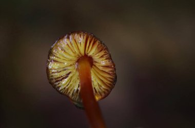 Konik balmumu kapağı, doğal ortamda büyüyen Hygrocybe conica. Cadı Şapkası Mantarı - Hygrocybe conica. Romanya ve Europa 'da bulunan Cadı Şapkası Mantarları' nın yakın çekimi