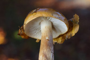 Cortinarius mukozus, yaygın olarak turuncu ağ kapağı ya da sonbahar ormanlarındaki sümüklü cortinarius olarak bilinir..