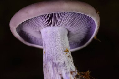Clitocybe nuda veya Lepista nuda, Avrupa 'da yetişen bir mantar türüdür. Yaprak çöplerinde yetişir Yapraksı ve karışık ormanlarda.