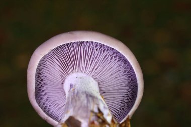Clitocybe nuda veya Lepista nuda, Avrupa 'da yetişen bir mantar türüdür. Yaprak çöplerinde yetişir Yapraksı ve karışık ormanlarda.