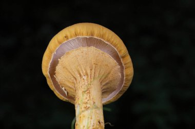 Ormanda sonbahar aylarında nadir bulunan mantar Phaeolepiota aurea (Pholiota aurea veya spectabilis) bulunur. Altın kaçakçılık ya da altın şapka olarak bilinir. Bulanık arkaplanda Pholiota aurea.