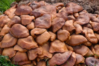 Lyophyllum fumosum, Lyophyllaceadae familyasından bir mantar türüdür. Mantar, gri-kahverengi, kahverengi ve ince gövdesi ile genellikle kapak rengi aynı olan küçük-orta büyüklükteki kapağıyla karakterize edilir..