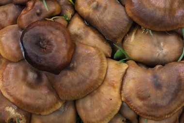 Lyophyllum fumosum, Lyophyllaceadae familyasından bir mantar türüdür. Mantar, gri-kahverengi, kahverengi ve ince gövdesi ile genellikle kapak rengi aynı olan küçük-orta büyüklükteki kapağıyla karakterize edilir..