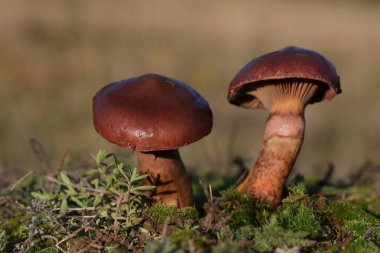 A closeup shot of Chroogomphus rutilus in a forest during the day.Chroogomphus rutilus, commonly known as the brown slimecap or the copper spike, is a species of fungus in the Gomphidiaceae family. 