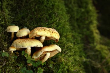 Pholiota alnicola, Alder Scalycap olarak bilinir, Romanya 'nın Transilvania kentinden yabani mantarlar.
