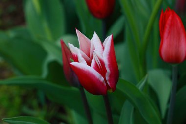 Tulipa Claudia iki renkli lalelerin bir çeşididir. Yapraklar beyaz-mor, sivri uçlu. Çiçek basit, büyük. Tulipa Claudia leylak ya da menekşe rengidir.. 