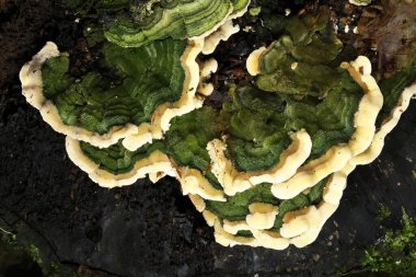 Cerrena unicolor, genellikle yosunlu labirent poliporu olarak da bilinir, Cerrena familyasından bir mantar türüdür.