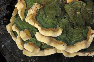 Cerrena unicolor, genellikle yosunlu labirent poliporu olarak da bilinir, Cerrena familyasından bir mantar türüdür.