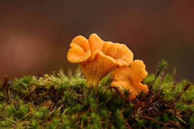 Cantharellus cibarius (genellikle chanterelle olarak bilinir, altın chanterelle veya girolle) ormanda yetişir. Cantharellus cibarius cibarius yakın çekim mantarı.