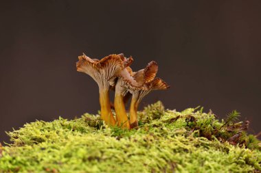 Bir grup huni kanalı, Craterellus tubaeforis (Cantharellus tubaeforis) yosunlar arasında büyümektedir. Bu mantar popüler ve yenilebilir. Yenilebilir mantar Craterellus tubaeforis, kış mantarı içeren bir arka plan..
