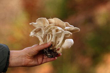 Lökosibe connata (Clitocybe connata, Lyophyllum connatum) Beyaz Domecap, el değmemiş beyaz görünüşü ve eşsiz büyüme alışkanlıklarıyla mantar meraklılarını ve toplayıcıları büyüleyen ilgi çekici ve ayırt edici bir mantardır..