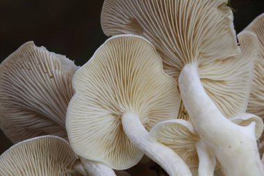 Lökosibe connata (Clitocybe connata, Lyophyllum connatum) Beyaz Domecap, el değmemiş beyaz görünüşü ve eşsiz büyüme alışkanlıklarıyla mantar meraklılarını ve toplayıcıları büyüleyen ilgi çekici ve ayırt edici bir mantardır..