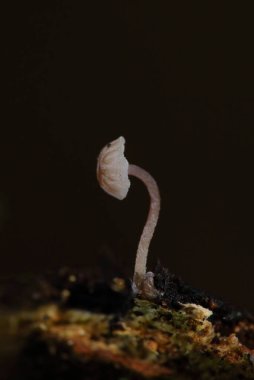 Mycena meliigena çürüyen ahşap üzerinde büyüyen küçük mor renkli mantar. Mycena meliigena, güzel mantarlar..