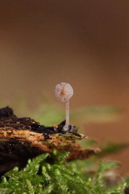Mycena meliigena çürüyen ahşap üzerinde büyüyen küçük mor renkli mantar. Mycena meliigena, güzel mantarlar..