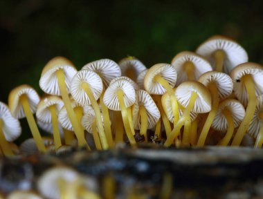 Mycena renati mantar kümesi, güzel başlık. Ormanlarda, Orta Avrupa 'da, Mycena renati' de yetişir.