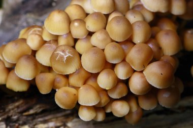 Mycena renati mantar kümesi, güzel başlık. Ormanlarda, Orta Avrupa 'da, Mycena renati' de yetişir.