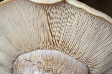 Sahada büyüyen mor ayaklı büyük bir Lepista mantarının yakın çekimi. Mor saplı yenilebilir bir mantar. Collibia personata veya Clitocybe saeva - Romanya, Europa