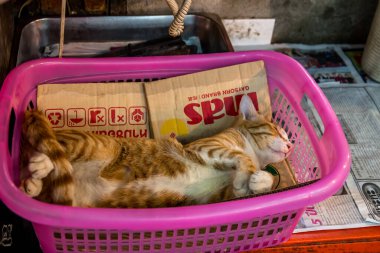 Bangkok sokak kedileri, yerel olarak soi kedileri olarak bilinir, şehrin kentsel alanının belirleyici bir parçasıdır. Sokaklarda, tapınak alanlarında ve hareketli pazarlarda dolaşıyorlar, kırıntılar ve yerel halkın nezaketiyle hayatta kalıyorlar..