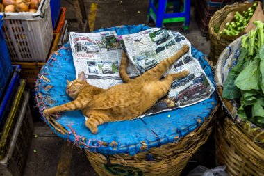 Bangkok sokak kedileri, yerel olarak soi kedileri olarak bilinir, şehrin kentsel alanının belirleyici bir parçasıdır. Sokaklarda, tapınak alanlarında ve hareketli pazarlarda dolaşıyorlar, kırıntılar ve yerel halkın nezaketiyle hayatta kalıyorlar..