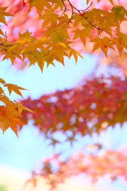 Sonbahar akçaağaç yapraklarının kırmızı renkli ve metin alanlı seçici odak noktalarını kapat