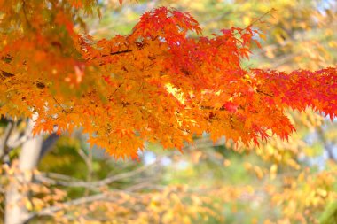 Sonbahar akçaağaç yapraklarının kırmızı renkli ve metin alanlı seçici odak noktalarını kapat