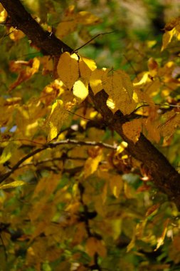 Sonbahar akçaağaç yapraklarının kırmızı renkli ve metin alanlı seçici odak noktalarını kapat