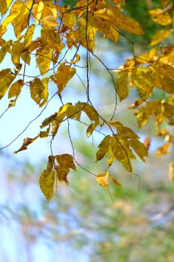 Sonbahar akçaağaç yapraklarının kırmızı renkli ve metin alanlı seçici odak noktalarını kapat