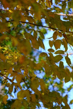 Sonbahar akçaağaç yapraklarının kırmızı renkli ve metin alanlı seçici odak noktalarını kapat