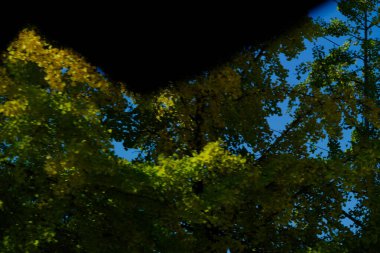 Seul, Güney Kore - 1 Kasım 2025: Nami Adası, Kore 'de sonbahar boyunca renkli yapraklarla manzara