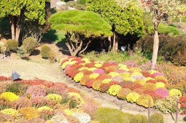 Sonbahar akçaağaç yapraklarının kırmızı renkli ve metin alanlı seçici odak noktalarını kapat