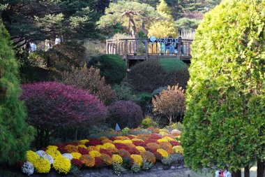Sonbahar akçaağaç yapraklarının kırmızı renkli ve metin alanlı seçici odak noktalarını kapat