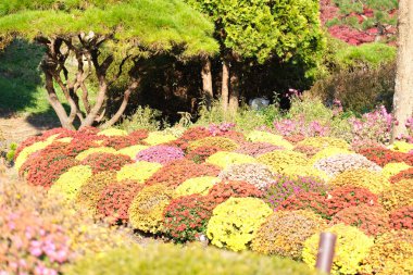Sonbahar akçaağaç yapraklarının kırmızı renkli ve metin alanlı seçici odak noktalarını kapat